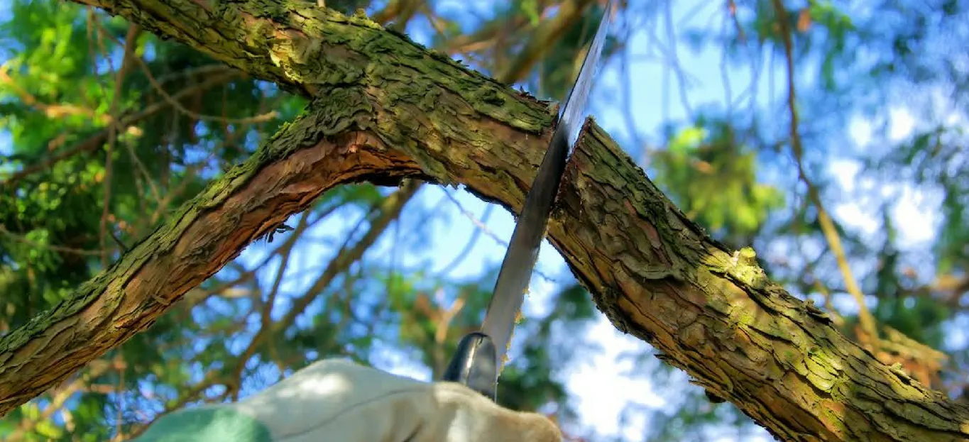 Tree Trimming Service | Greencastle, PA | Advanced Tree Solutions